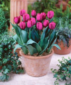 Tulip Purple Prince