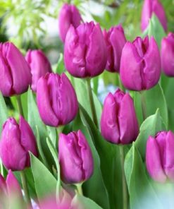 Tulip Purple Prince