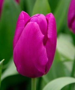 Tulip Purple Prince