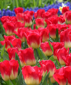 Tulip Match