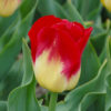 Tulip Match