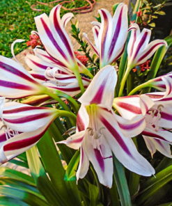 Crinum Lily Stars and Stripes Bulb (Crinum Asiaticum,  Forced, 1 bulb) - Image 3