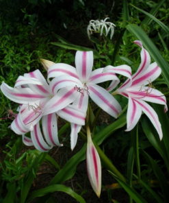 Crinum Lily Stars and Stripes Bulb (Crinum Asiaticum,  Forced, 1 bulb) - Image 4