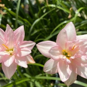Rain Lily Fidelity Charm Bulb (Zephyranthes,  Forced, 1 bulb)