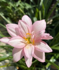 Rain Lily Fidelity Charm Bulb (Zephyranthes,  Forced, 1 bulb) - Image 3
