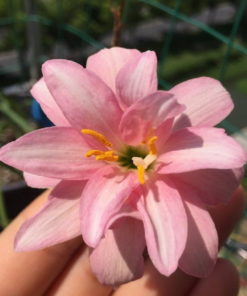 Rain Lily Fidelity Charm Bulb (Zephyranthes,  Forced, 1 bulb) - Image 4
