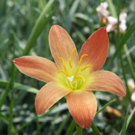 Rain Lily Java Bulb (Zephyranthes,  Forced, 1 bulb)