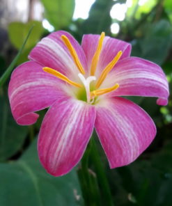 Rain Lily Lovely Chubby Bulb (Zephyranthes,  Forced, 1 bulb)