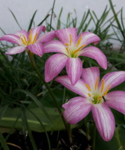 Alternative view of Rain Lily Lovely Chubby Bulb (Zephyranthes,  Forced, 1 bulb)