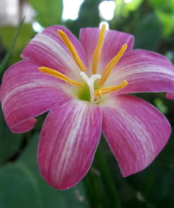 Rain Lily Lovely Chubby Bulb (Zephyranthes,  Forced, 1 bulb) - Image 3