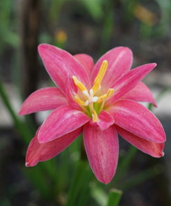 Alternative view of Rain Lily Luhaoning Bulb (Zephyranthes,  Forced, 1 bulb)
