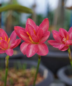 Rain Lily Luhaoning Bulb (Zephyranthes,  Forced, 1 bulb) - Image 4