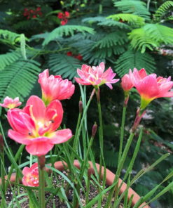 Alternative view of Rain Lily Madame Butterfly Bulb (Zephyranthes,  Forced, 1 bulb)