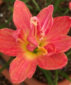 Rain Lily Madame Butterfly Bulb (Zephyranthes, Forced, 1 bulb) - Image 3