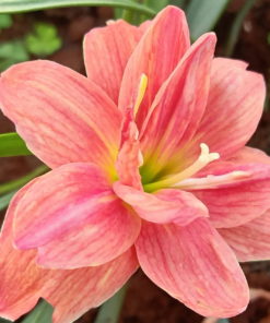 Rain Lily Madame Butterfly Bulb (Zephyranthes, Forced, 1 bulb) - Image 4