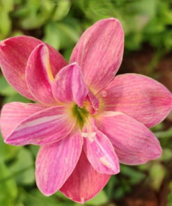 Rain Lily Madame Butterfly Bulb (Zephyranthes, Forced, 1 bulb) - Image 5