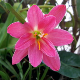 Rain Lily Miss Ruby Bulb (Zephyranthes,  Forced, 1 bulb)