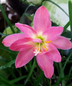 Rain Lily Miss Ruby Bulb (Zephyranthes,  Forced, 1 bulb) - Image 3