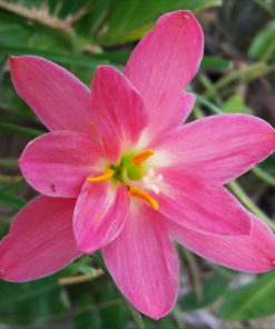 Rain Lily Miss Ruby Bulb (Zephyranthes,  Forced, 1 bulb) - Image 4