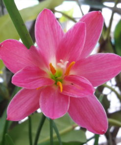 Rain Lily Miss Ruby Bulb (Zephyranthes,  Forced, 1 bulb) - Image 6