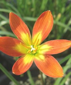 Rain Lily Moonstone Bulb (Zephyranthes,  Forced, 1 bulb)