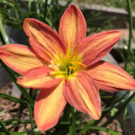 Rain Lily Orange Burst Bulb (Zephyranthes,  Forced, 1 bulb)