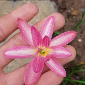Rain Lily Pink Brocade Bulb (Zephyranthes,  Forced, 1 bulb)