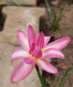 Rain Lily Pink Brocade Bulb (Zephyranthes,  Forced, 1 bulb) - Image 3