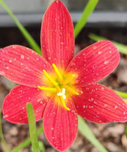 Rain Lily Pride of Singapore Bulb (Zephyranthes,  Forced, 1 bulb)