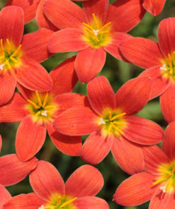 Alternative view of Rain Lily Pride of Singapore Bulb (Zephyranthes,  Forced, 1 bulb)