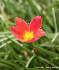 Rain Lily Pride of Singapore Bulb (Zephyranthes, Forced, 1 bulb) - Image 3