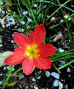 Rain Lily Pride of Singapore Bulb (Zephyranthes, Forced, 1 bulb) - Image 4