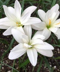 Rain Lily Pure of White Dew Bulb (Zephyranthes,  Forced, 1 bulb)