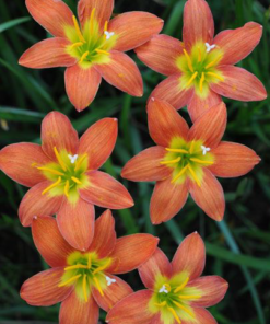 Rain Lily Rustic Ray Bulb (Zephyranthes, Forced, 1 bulb) - Image 4
