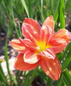 Alternative view of Rain Lily Sudteerak Bulb (Zephyranthes,  Forced, 1 bulb)