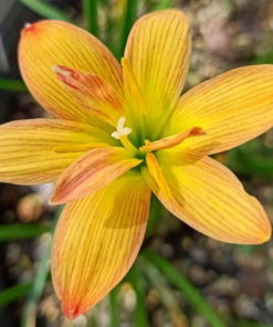 Rain Lily Tiger Bulb (Zephyranthes,  Forced, 1 bulb)