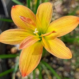 Rain Lily Tiger Bulb (Zephyranthes,  Forced, 1 bulb)