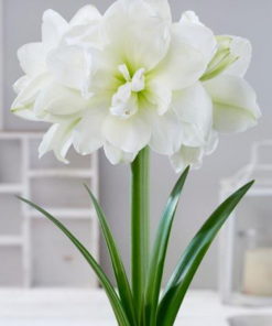 Double Diamond Amaryllis Bulbs
