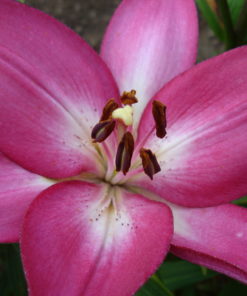 'Arbatax' Lilium Bulbs (Pink, LA Hybrid, 4 bulbs @ Rs600 each) - Image 3