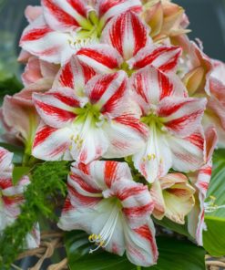 'Clown' Amaryllis Bulb (Single/Galaxy, White + Red, 1 Bulb) - Image 3