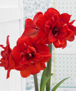 'Double King' Amaryllis Bulb (Double Galaxy, Red, 1 Bulb) - Image 3