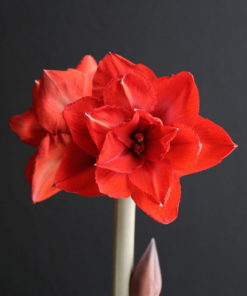 'Double King' Amaryllis Bulb (Double Galaxy, Red, 1 Bulb) - Image 5