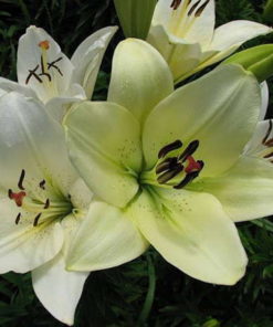 'Ercolano' Lilium Bulbs (LA Hybrid, Cream White, 4 bulbs)