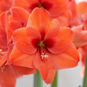 'Naranja' Amaryllis Bulb (Galaxy Group, Orange, 1 Bulb)