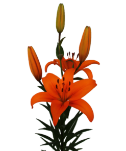'Shadai' Lilium Bulbs (LA Hybrid, Orange, 4 bulbs) - Image 3