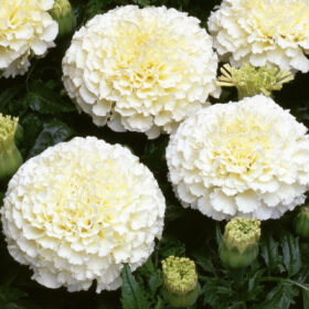 Marigold Seeds - White F1 (Ivory, Imported)