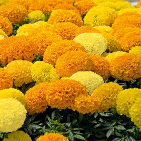 Marigold Seeds - Discovery F1 (1000 seeds, 2 colors, Benary)