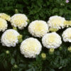 White Marigold