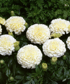 White Marigold