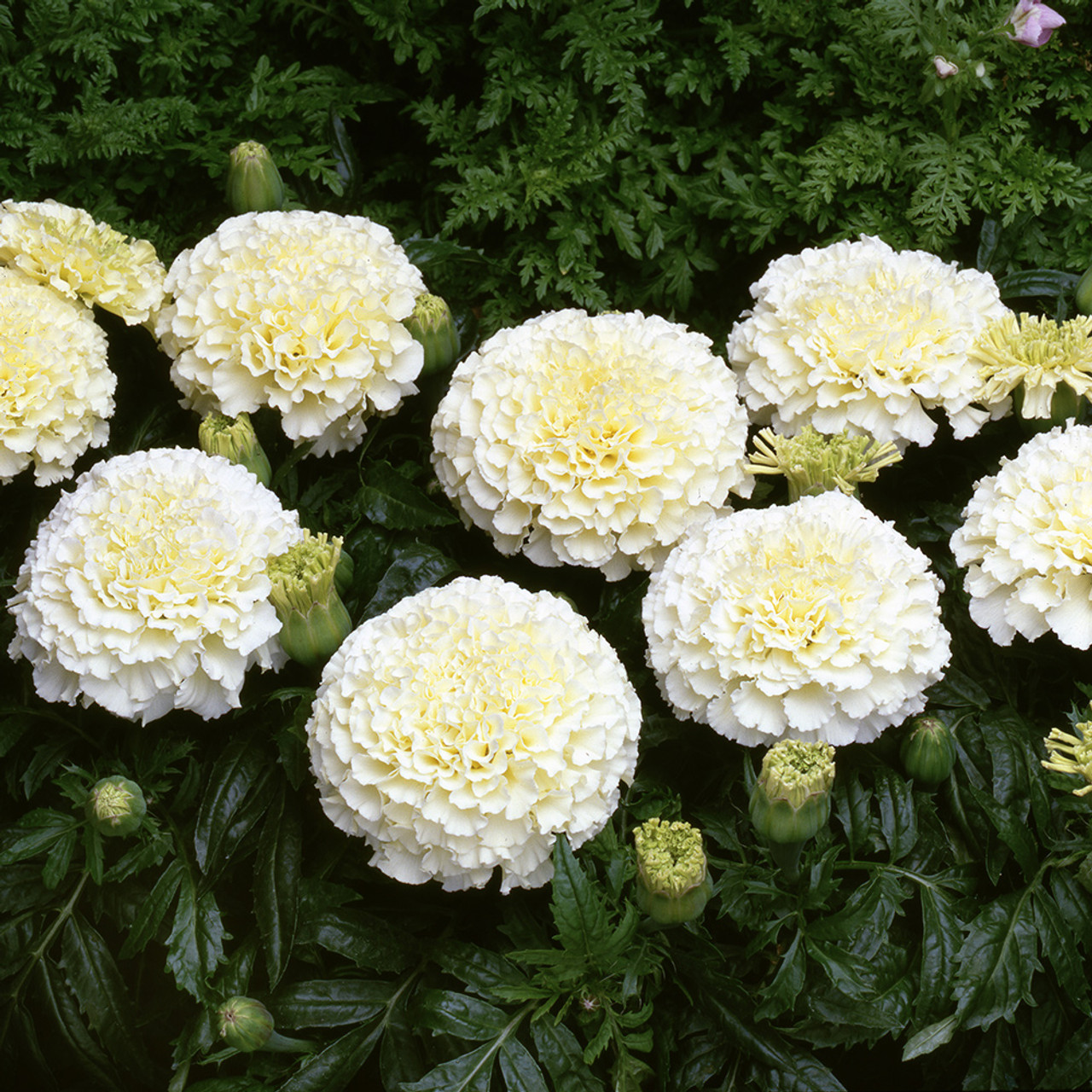 White Marigold